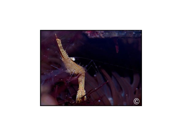 Leander plumosus 