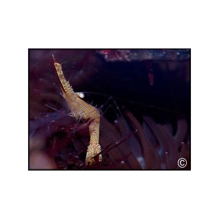 Leander plumosus 