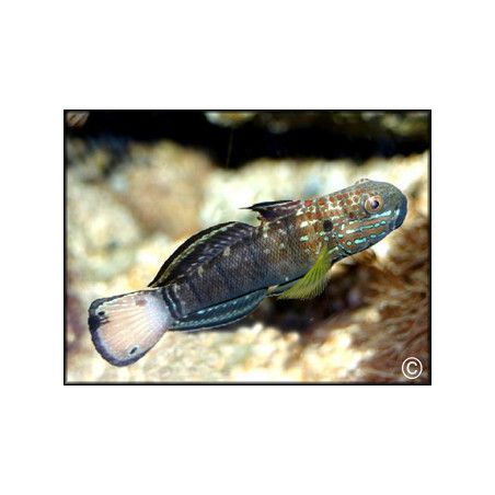 Amblygobius phalaena