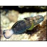 Amblygobius phalaena