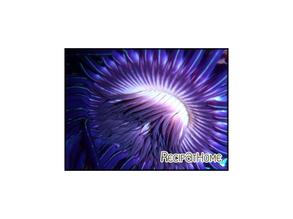 Cerianthus filiformis violet