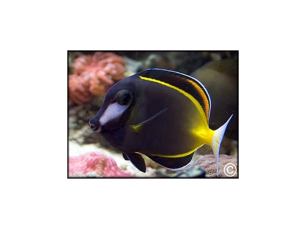 Acanthurus japonicus