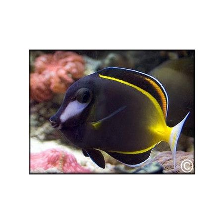 Acanthurus japonicus