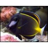 Acanthurus japonicus
