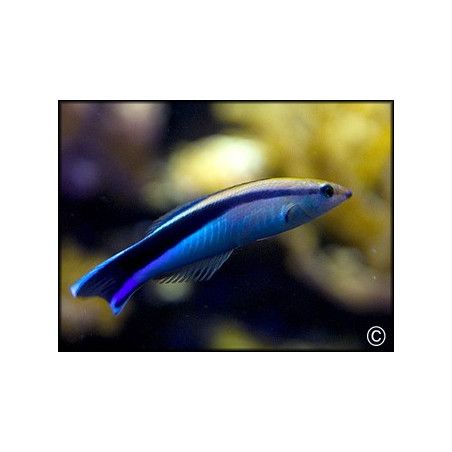 Labroides dimidiatus