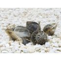 Nassarius pullus XS