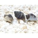 Nassarius pullus XS