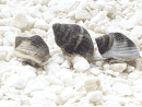 Nassarius pullus XS