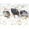Nassarius pullus XS