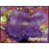 Rhodactis inchoata violet