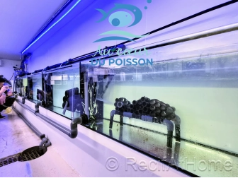 Amphiprion Gladiator Extrême élevage ACDP