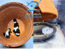 Amphiprion Gladiator Extrême élevage ACDP