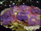 Rhodactis inchoata violet