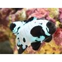 Amphiprion Bullet Hole élevage ACDP
