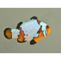 Amphiprion Snowflake Extrême ACDP