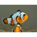 Amphiprion Snowflake Extrême ACDP
