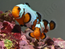 Amphiprion Snowflake Extrême ACDP