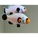 Amphiprion White ACDP