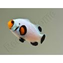 Amphiprion White ACDP