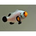 Amphiprion White ACDP