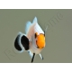 Amphiprion White ACDP
