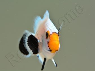 Amphiprion White Elevage France ACDP 3-4 cm