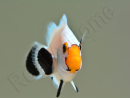 Amphiprion White ACDP