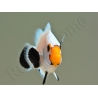Amphiprion White ACDP