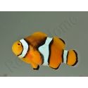 Amphiprion Amphiprion Percula ACDP