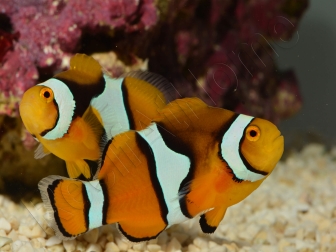 Amphiprion Amphiprion Percula ACDP