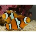 Amphiprion Amphiprion Percula ACDP