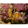 Amphiprion Amphiprion Percula ACDP