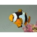 Amphiprion Percula Onyx ACDP
