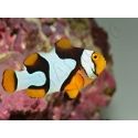 Amphiprion Percula Onyx ACDP