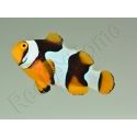 Amphiprion Percula Onyx ACDP