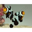 Amphiprion Black gladiator ACDP
