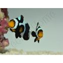 Amphiprion Black gladiator ACDP