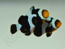 Amphiprion Black gladiator ACDP