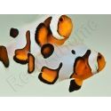 Amphiprion Gladiator Extrême élevage ACDP