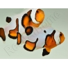 Amphiprion Gladiator Extrême élevage ACDP