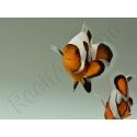 Amphiprion Gladiator Extrême élevage ACDP