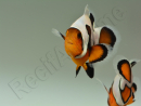 Amphiprion Gladiator Extrême élevage ACDP