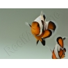 Amphiprion Gladiator Extrême élevage ACDP