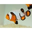 Amphiprion Gladiator Extrême élevage ACDP