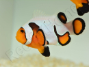 Amphiprion Gladiator Extrême élevage ACDP