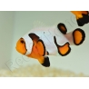Amphiprion Gladiator Extrême élevage ACDP