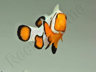 Amphiprion Gladiator Extrême élevage ACDP