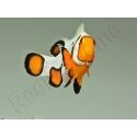 Amphiprion Gladiator Extrême élevage ACDP