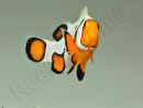 Amphiprion Gladiator Extrême élevage ACDP