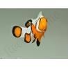 Amphiprion Gladiator Extrême élevage ACDP